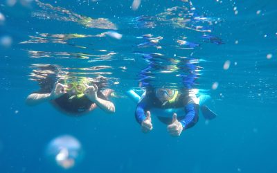WILD DOLPHIN RETREAT